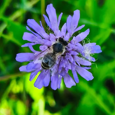 Appartement Sigi Barnbäch