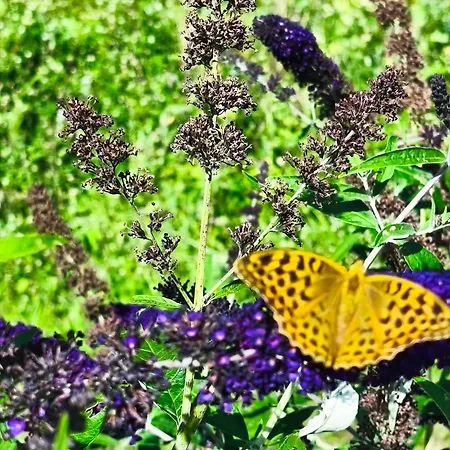 Appartement Sigi Barnbäch